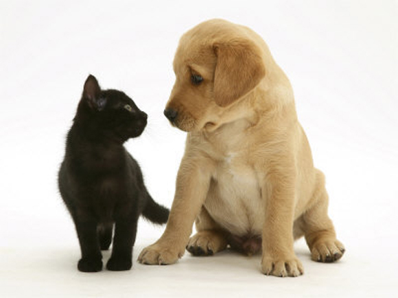 Legislativo aprova projeto de incentivo à adoção de animais
